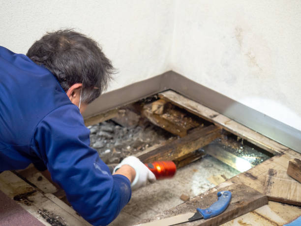 Best Localized Mold Remediation (e.g., coastal areas, humid climates) in Eau Claire, WI