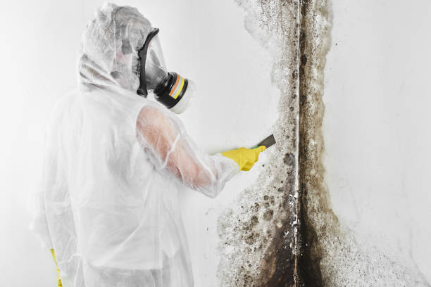 Best Mold Remediation for Specific Building Types in Eau Claire, WI