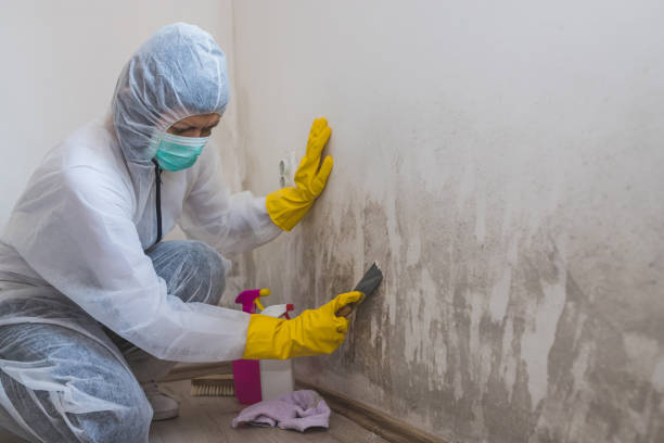 Professional Mold Remediation in Eau Claire, WI