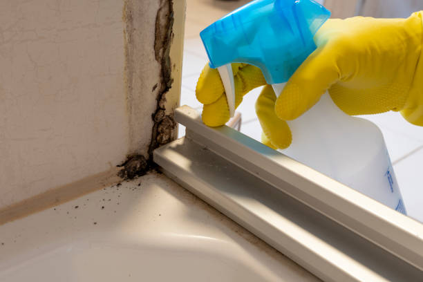 Best Bathroom Mold Remediation in Eau Claire, WI
