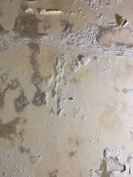 Best Mold Remediation for Schools in Eau Claire, WI