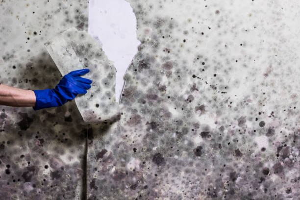 Best Emergency Mold Remediation in Eau Claire, WI