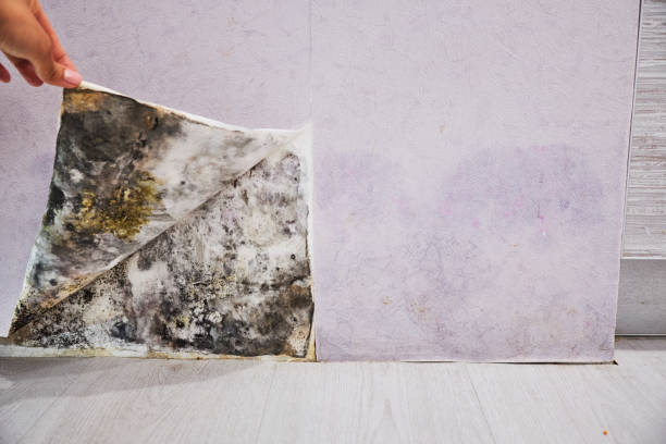 Best Mold Testing and Inspection Services in Eau Claire, WI